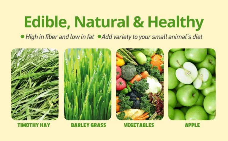 Edible & Safe Small Pet Bowl 100% Natural Ingredients