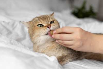 Effective Cat Dental Treats: The Ultimate Guide to Ingredients & Textures for Oral Hygiene