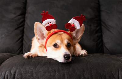 Festive Dog Treats: How to Boost Sales This Holiday Season (A Retailer’s Guide)