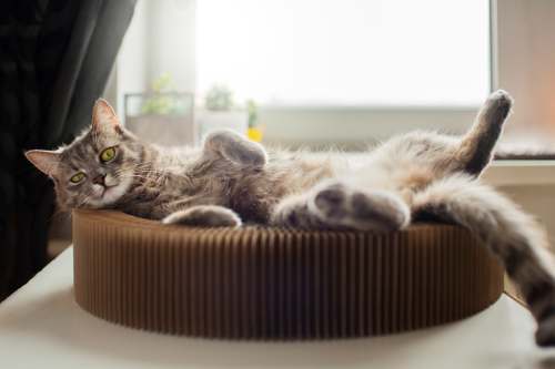 a guide to cat beds