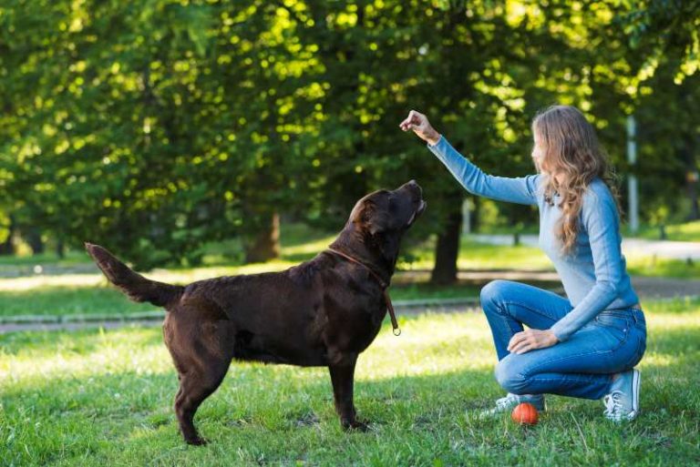 Wholesale Dog Training Treats Supplier | Pet Union Group Manufacturer