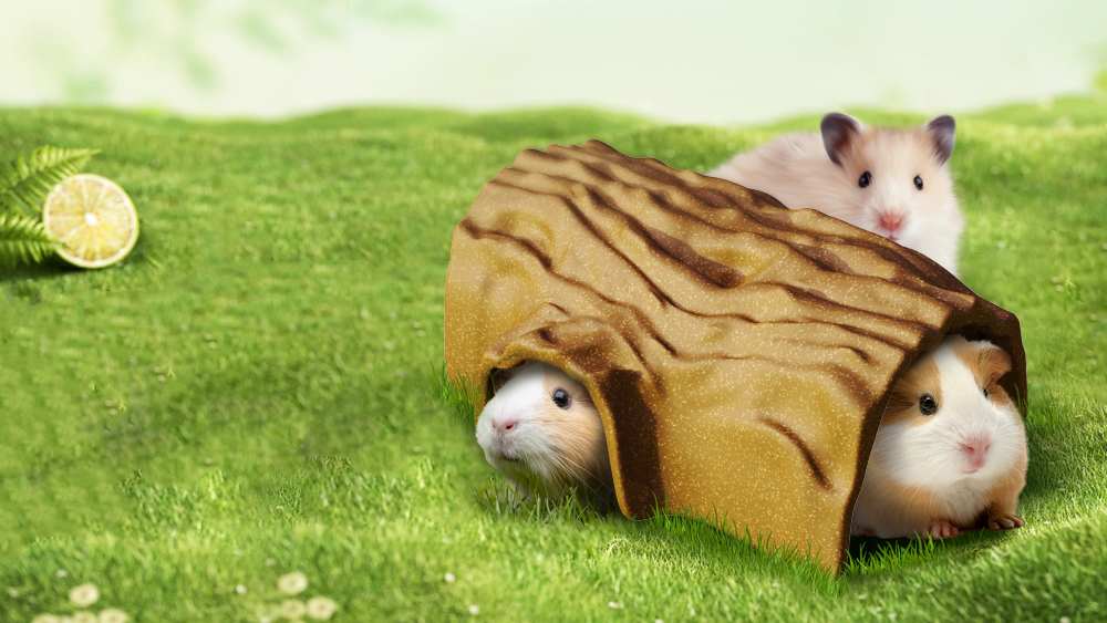 Log Hideout: An Edible Habitat Enrichment for Small Rodent Pets