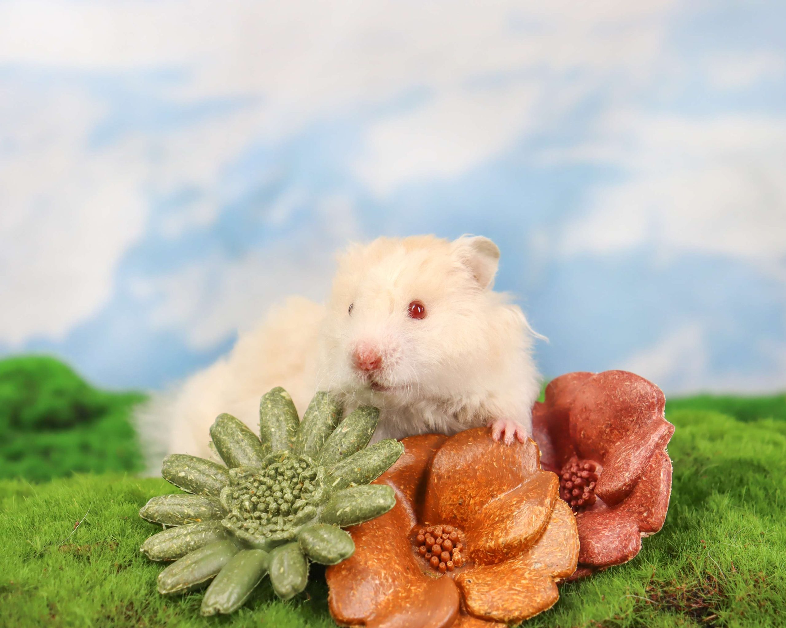 Happy Teeth, Happy Hamster：Satisfying their gnawing instinct the natural way.

