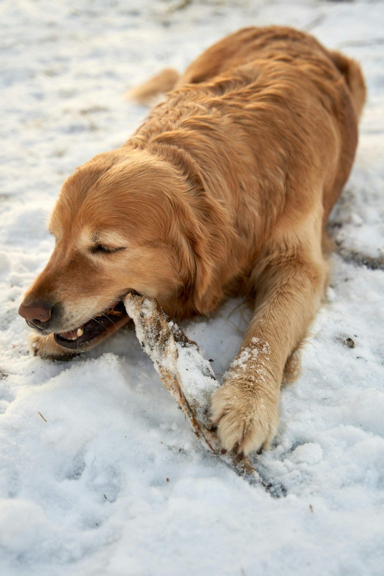 Choosing the Right Dental Chew: A Guide for Every Dog’s Size, Age, and Chewing Style