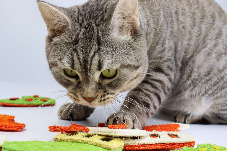 Why Loofah Cat Toys Are a Natural Choice: The Science Behind the Fiber