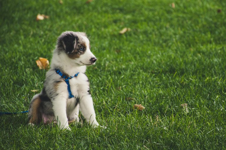 Puff Dog Treats for Sensitive Stomachs: How Gentle Processing Makes a Difference