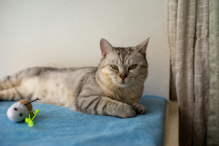 How to Choose the Perfect Cat Bed: A Guide to Comfort, Safety, and Feline Well-Being