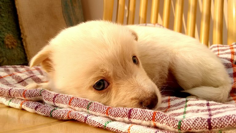 Veggie Dog Chews: The Healthy, Natural Choice for Modern Pet Parents