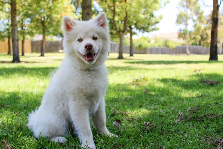 The Future of Pet Treats: Top Market Trends Shaped by Natural & Customized Demand