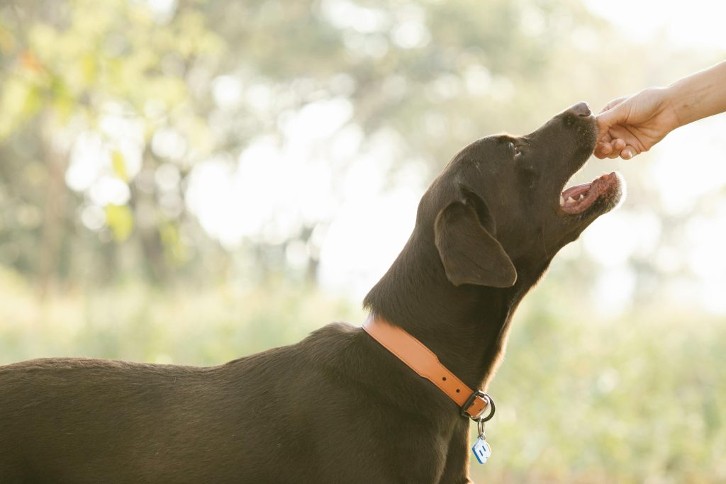 high-palatability training treats for precise behavior reward during a session.