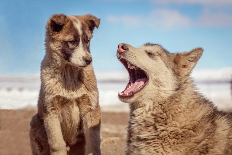 The Science of Clean Teeth: Grain-Free Veggie Sticks for Daily Canine Care