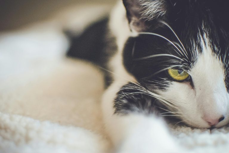 Why Do Cats Love Hiding in Small Spaces? The Science Behind Enclosed Cat Beds