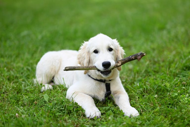 Your Dog’s Dental Health: Why Chewing is Nature’s Best Toothbrush