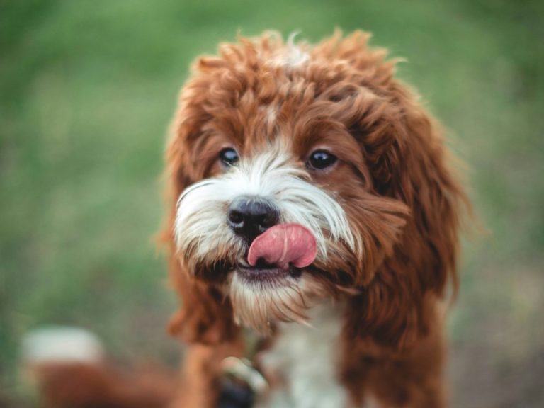 The Great Treat Debate: Crunchy vs. Chewy – What’s Best for Your Dog?
