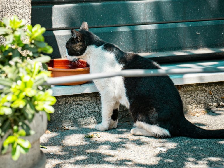 3 Essential Spring Water Tips for Cats