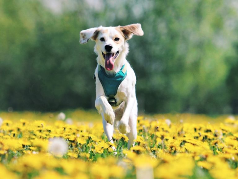 Keep Pets Safe in April: Toxic Spring Plants to Avoid
