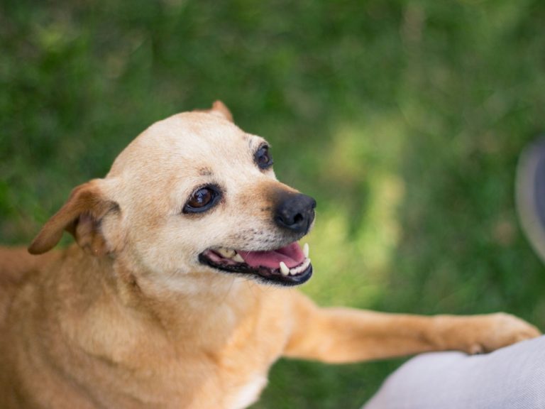 Chip Your Pet Month: Why Microchipping Is Non-Negotiable for Every Pet Parent
