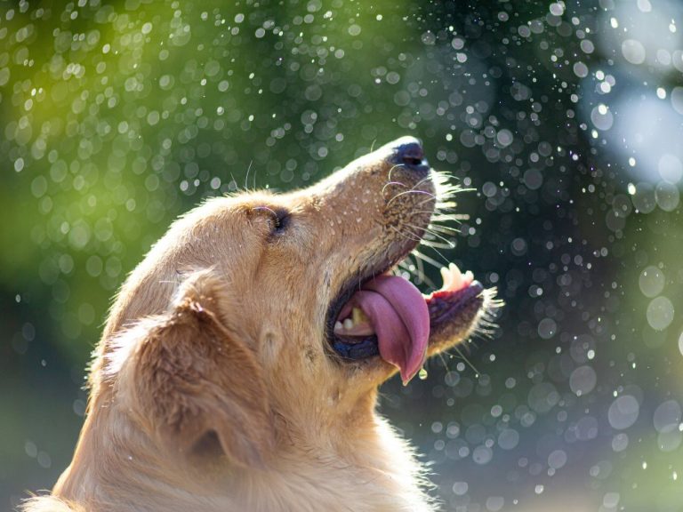 Heatwave Hits: How to Keep Your Pet Safe? A Practical Guide to Pet Heatstroke Prevention