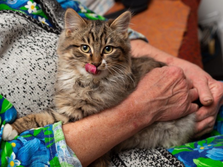 Why Does My Cat Lick My Hair? The Sweet (and Slightly Slobbery) Truth